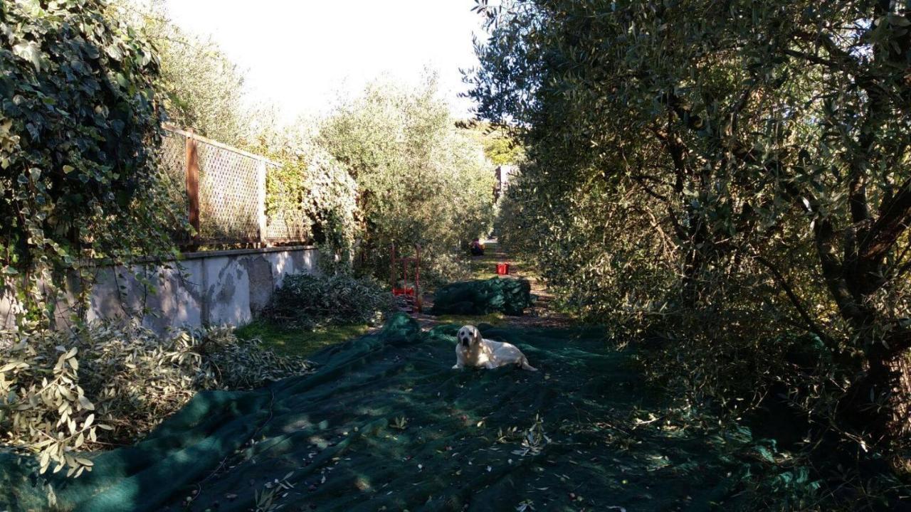 B&B La Grola San Martino Buon Albergo Exterior photo